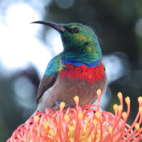 Southern Double-collared Sunbird